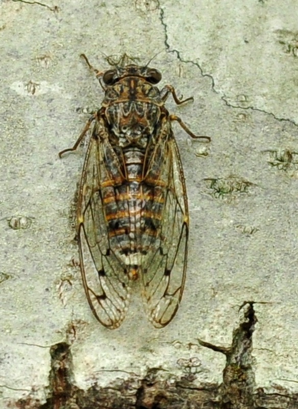 Cicada orni